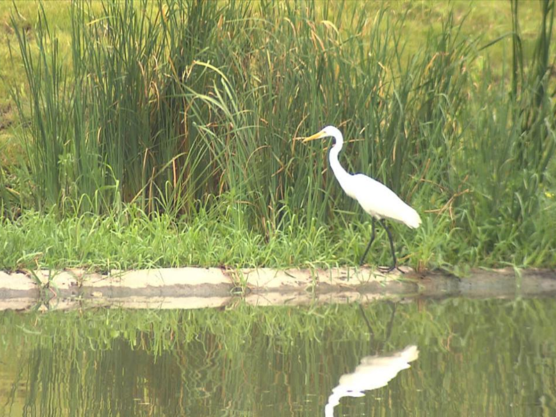 嘉定顧浦（省界～雞鳴塘）河道綜合整治工程